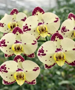 Phalaenopsis PP681 With Buds Blooming Size