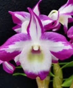 Ready to Flower Size Dendrobium Hamana Red Prism