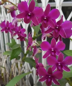 Ready to Flower Size Dendrobium Bangkok Red Star