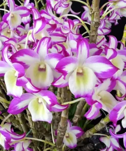 Ready to Flower Size Dendrobium Hamana Red Prism