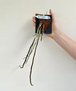 Alternative view of Blooming Size Dendrobium Fytchianum - Mounted