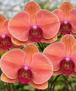 Phalaenopsis PP390 With Buds Blooming Size