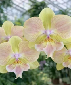 Phalaenopsis PP102 With Buds Blooming Size