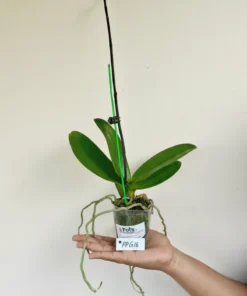 Alternative view of Matured Phalaenopsis PPG16 With Buds