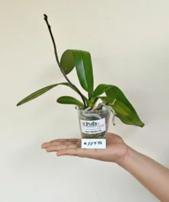 Alternative view of Matured Phalaenopsis PP776 With Buds