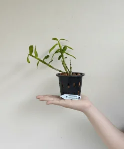 Alternative view of Ready to Flower Size Dendrobium Hamana Red Prism