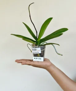 Alternative view of Phalaenopsis PP274 With Buds Blooming Size
