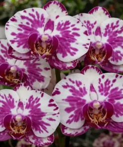 Phalaenopsis PP724 With Buds Blooming Size