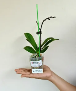 Alternative view of Phalaenopsis PP553 With Buds Blooming Size