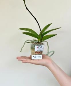 Alternative view of Phalaenopsis PP724 With Buds Blooming Size