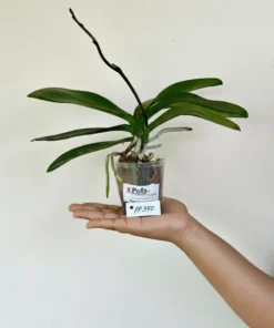 Alternative view of Phalaenopsis PP390 With Buds Blooming Size