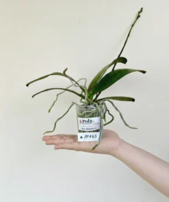 Alternative view of Matured Phalaenopsis PP443 With Buds