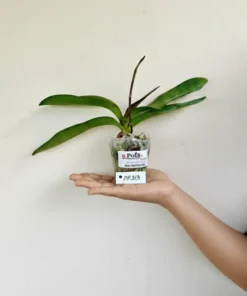 Alternative view of Matured Phalaenopsis PP313 With Buds