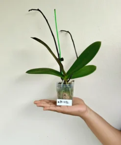 Alternative view of Matured Phalaenopsis PP1492 With Buds