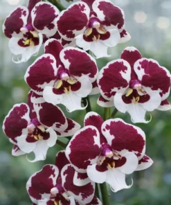 Matured Phalaenopsis PP313 With Buds