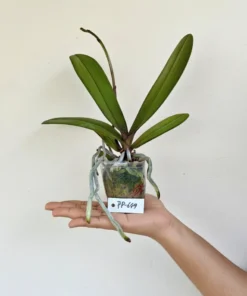 Alternative view of Matured Phalaenopsis PP649 With Buds