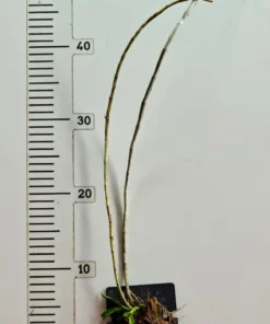 Alternative view of Blooming Size Dendrobium Fytchianum - Mounted