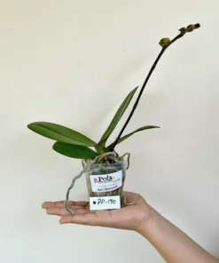 Alternative view of Phalaenopsis PP190 With Buds Blooming Size