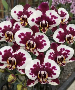 Phalaenopsis PP428 With Buds Blooming Size
