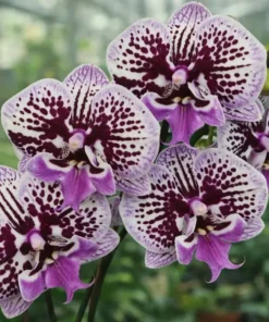 Matured Phalaenopsis PPG16 With Buds