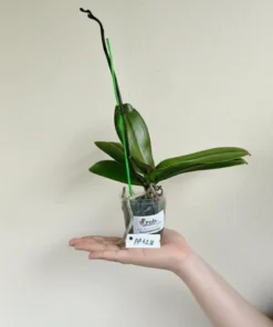 Alternative view of Phalaenopsis PP428 With Buds Blooming Size