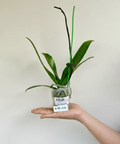 Alternative view of Matured Phalaenopsis PP224 With Buds
