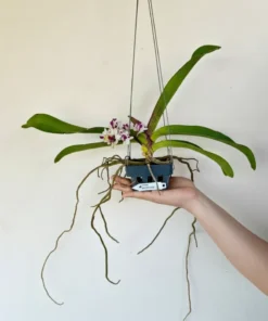Alternative view of Matured Rhynchostylis Cartoon Foxtail With Buds/Flowers