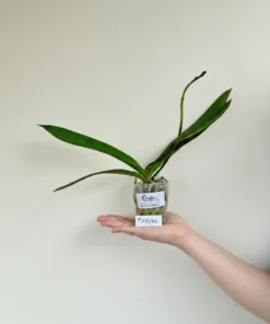 Alternative view of Matured Phalaenopsis PP284 With Buds