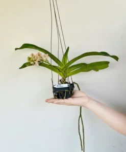Alternative view of Matured Rhynchostylis Orange Foxtail With Buds/Flowers