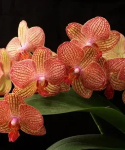 Phalaenopsis PP713 With Buds Blooming Size