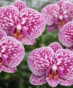 Phalaenopsis PP553 With Buds Blooming Size