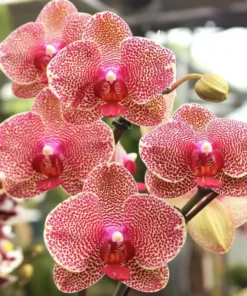 Phalaenopsis PP190 With Buds Blooming Size