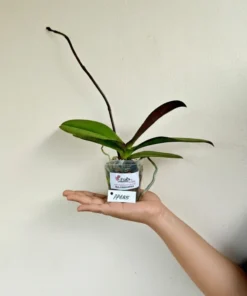 Alternative view of Matured Phalaenopsis PP685 With Buds