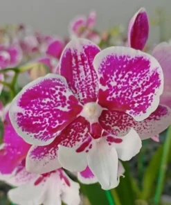 Phalaenopsis PP465 With Buds Blooming Size