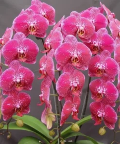 Matured Phalaenopsis PP1492 With Buds