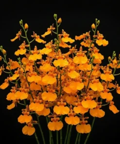 Oncidium Singapore Orange Blooming Size