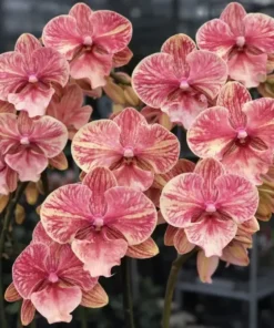 Phalaenopsis Marble Mouse Blooming Size