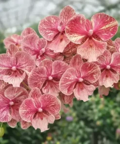 Phalaenopsis Painted Lady Blooming Size