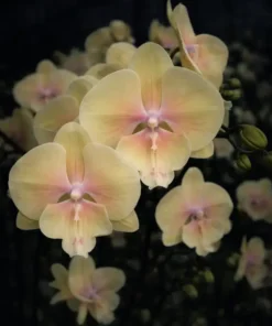 Phalaenopsis Young Home Walle Blooming Size