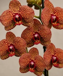 Phalaenopsis Leopard Queen Blooming Size