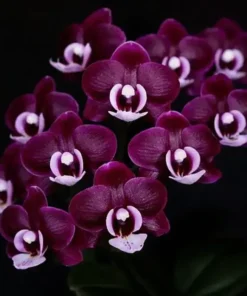 Phalaenopsis Kaoda Twinkle Blooming Size