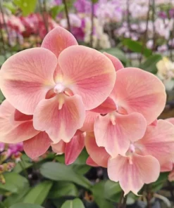 Phalaenopsis Dawn Blooming Size