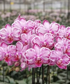 Matured Phalaenopsis Kaleido With Buds