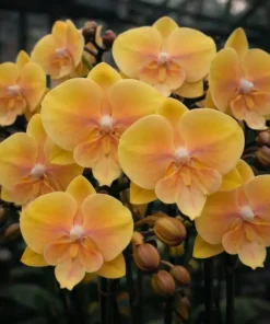 Phalaenopsis Jincheng Sailor Moon Blooming Size