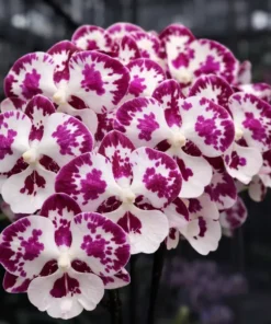 Matured Phalaenopsis Panda Pop With Buds