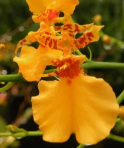 Oncidium Singapore Orange Blooming Size