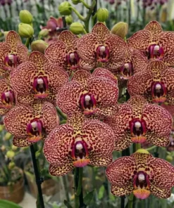 Phalaenopsis Leopard Queen Blooming Size