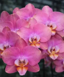 Matured Phalaenopsis Rosseta With Buds