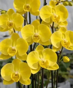 Matured Phalaenopsis Yellow Canary With Buds
