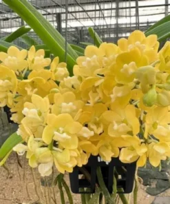 Rhynchostylis Yellow Foxtail Blooming Size
